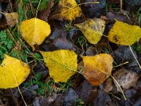 Gelbe Gruppe Pappelblätter